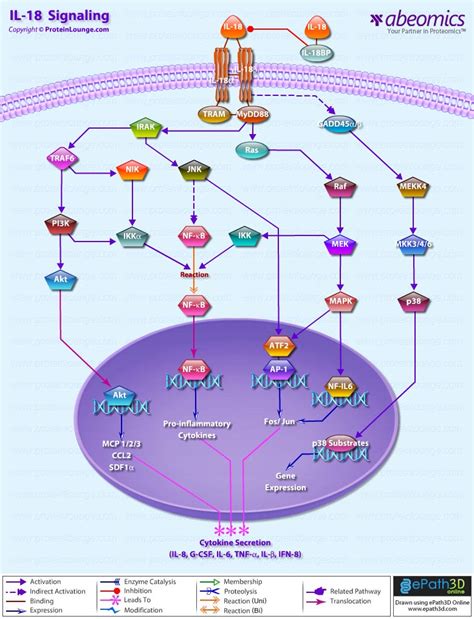 IL-18 Signaling