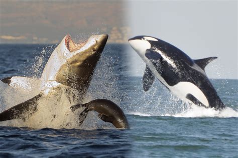 Killer Whales Eating Great White Sharks