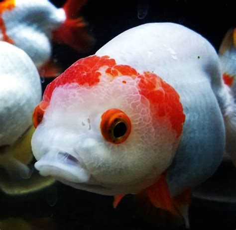 Oranda Goldfish - Oranda Fancy Goldfish Information and Care