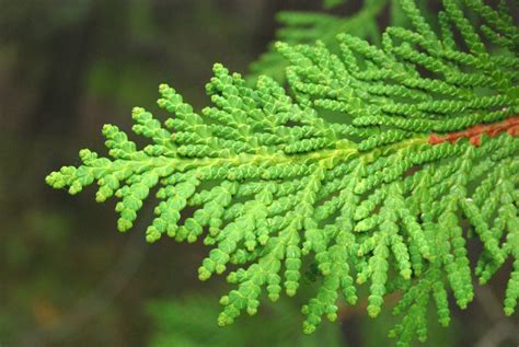 Arborvitae, "생명의 나무"