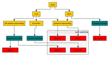 Left coronary artery