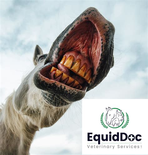 Equine Dental Series Part 1 | Hype About Horse Teeth | Vets in Worcester