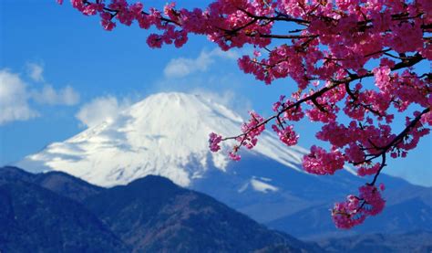 Where to See Early-Blooming Cherry Blossoms | Tokyo Cheapo