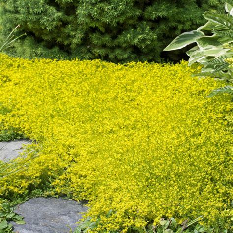 Sedum Acre Drought Tolerant Yellow Stonecrop Ground Cover Plant Seed