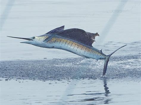 7 Best Fishing Destinations For Marlin And Sailfish