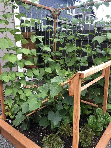 Cucumbers and pole beans are starting to form...first time growing ...