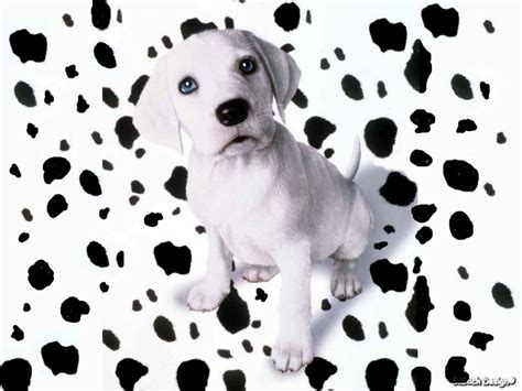 Dalmatian Spots Wallpaper - WallpaperSafari