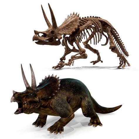 Triceratops with Skeleton Fossil Rigged Collection 3d model