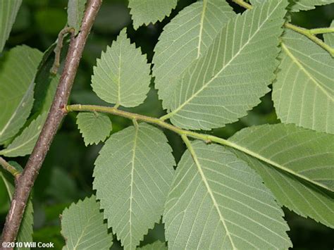 Slippery Elm (Ulmus rubra)