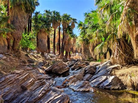 Stream in palm oasis Palm Canyon Indian Canyons Palm Springs California ...