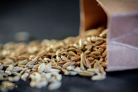 Fennel Seeds | Nature Spics