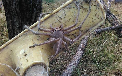 Australian Snake Eating Spider