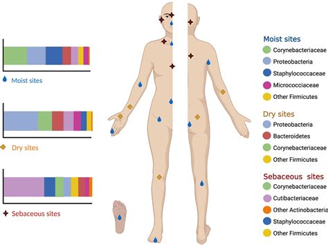 Frontiers | The Human Skin Microbiome in Selected Cutaneous Diseases