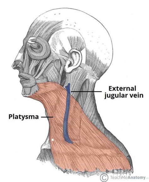 Fascial Layers - Deep - Superficial - TeachMeAnatomy