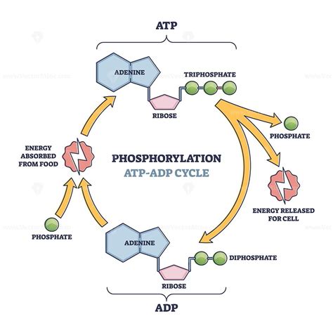 Atp Diagram