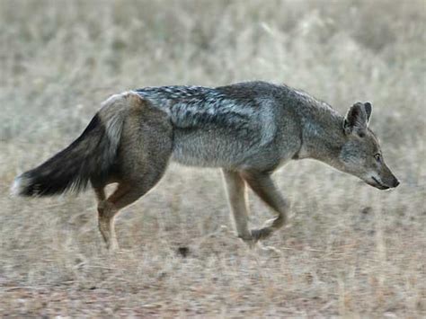 Side-striped jackal on the prowl, Lower Zambezi National Park