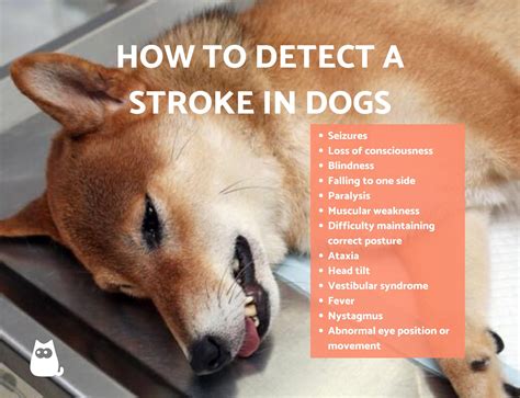 What Are The Signs Of A Dog Having A Seizure