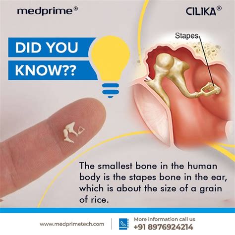 smallest bone | Anatomy bones, Middle ear, Human body