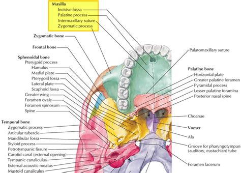 Maxilla bone, maxilla anatomy & maxilla function