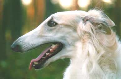 Borzoi Heads