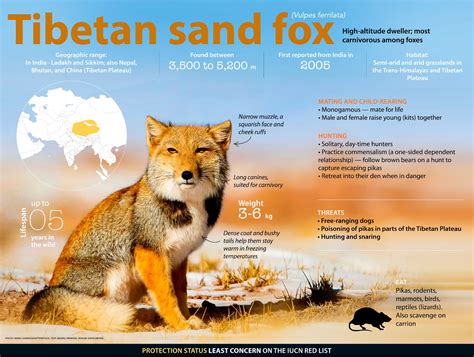 Tibetan Sand Fox: Facts, Diet, Habitat | RoundGlass | Sustain