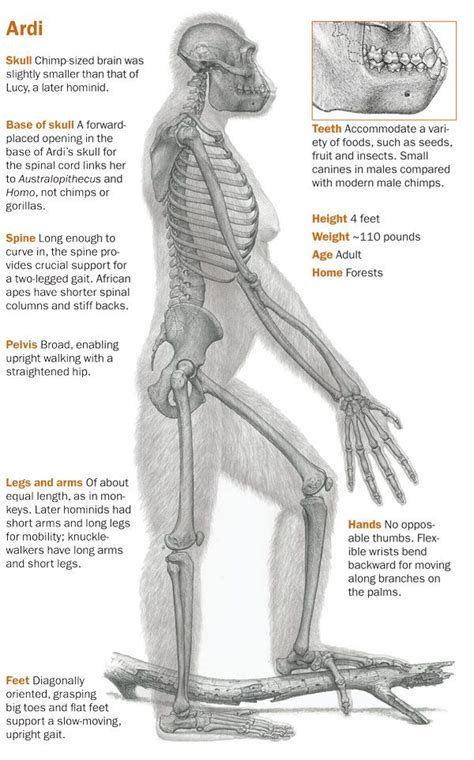 Arm Bones, Ap Drawing, Hominid, Human Evolution, Neanderthal, Us ...