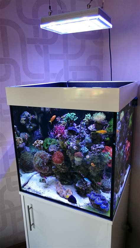 Atlantik Compact 24 inch Cube reef Aquarium •Orphek