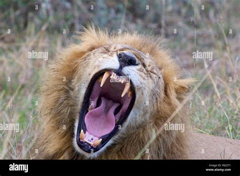 A male lion roaring Stock Photo - Alamy