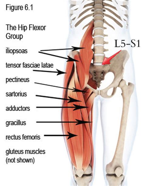 Hip Flexor: Muscles & Stretches » How To Relief