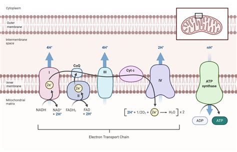 Electron Transport Chain: Steps, Products, Diagram