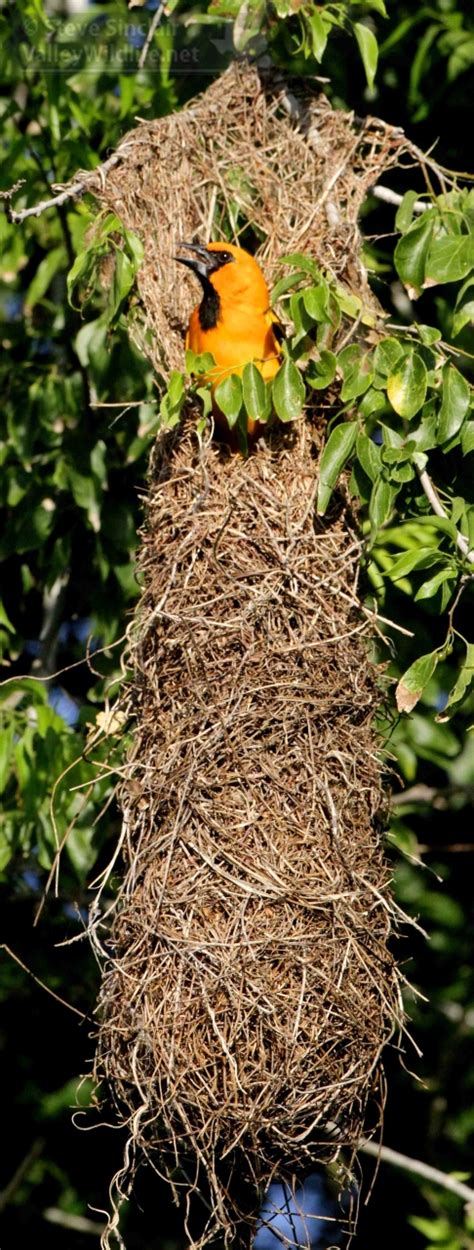 ValleyWildlife.Net | Marvel of engineering … Altamira oriole nest