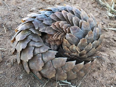 About Pangolins - Save Pangolins