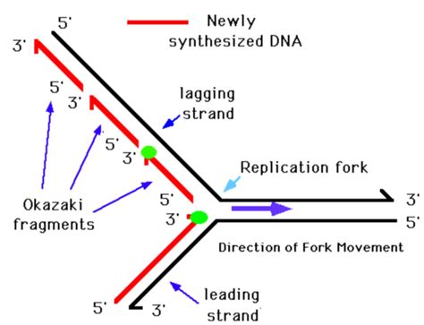 Cells - Mind Map