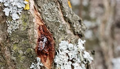 How To Identify A Diseased Tree - 8 Tips