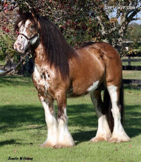 Best Drone: Buckskin Gypsy Vanner Horse / Incredible Buckskin Gypsy ...