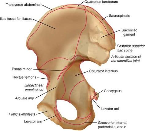 Pictures Of AcetabulumHealthiack