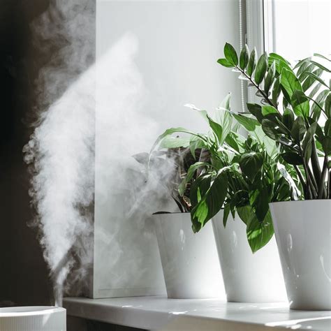 9 Innovative Plant Humidifiers and Misters | Family Handyman