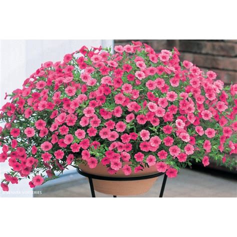 Calibrachoa Million Bells TM Coral Chimes