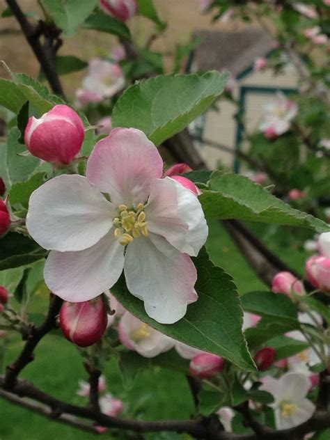 Apple Tree Blossoms Fruit - All Are Here