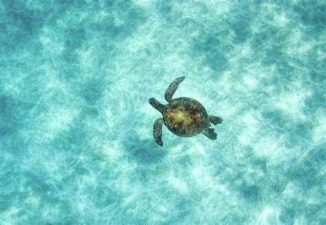 Green Sea Turtle In Under Water by M.m. Sweet