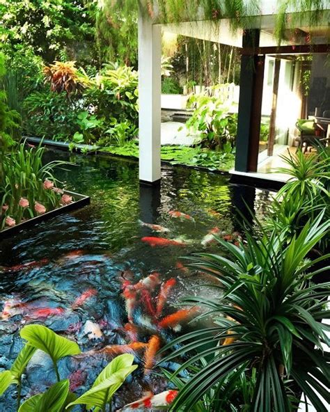 25 Best Plants for a Koi Pond that You Must Grow