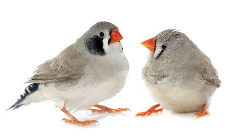 Zebra Finch Care Guide - Diet, Lifespan & More » Petsoid