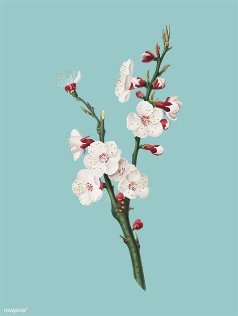 Apricot flower from Pomona Italiana illustration | free image by ...