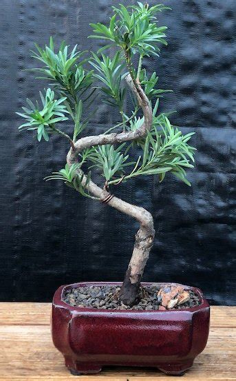 Flowering Podocarpus Bonsai Tree"curved" - Small(podocarpus macrophyllus)