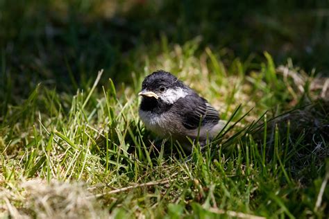 Baby Chickadee