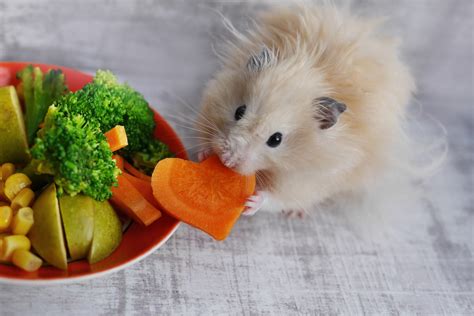 Hamsters and Carrots: Do Hamsters Really Eat Carrots? - PlantHD