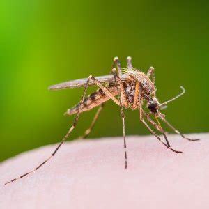 Is it a Mosquito or No-See-Um Bite? How to Tell the Difference - SWAT ...