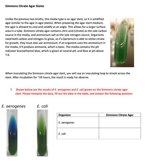 Solved Simmons Citrate Agar Slants Unlike the previous two | Chegg.com