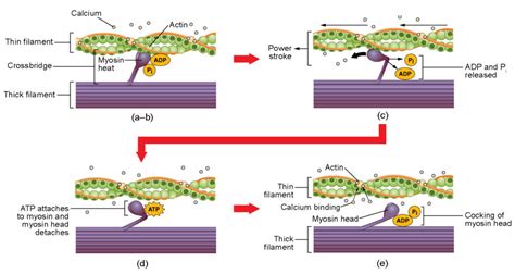 9.18: Muscle Fiber Contraction and Relaxation - Medicine LibreTexts