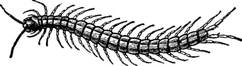 Centiped | ClipArt ETC